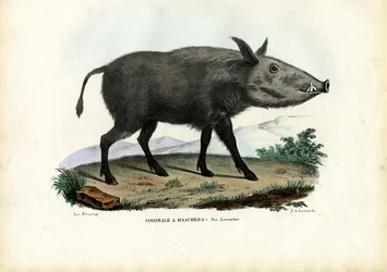 Bushpig, 1863-79